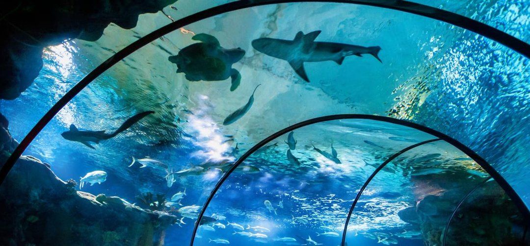Omaha's Henry Doorly Zoo & Aquarium